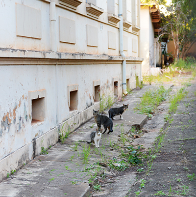 No interior, prédio serve de moradia para gatos