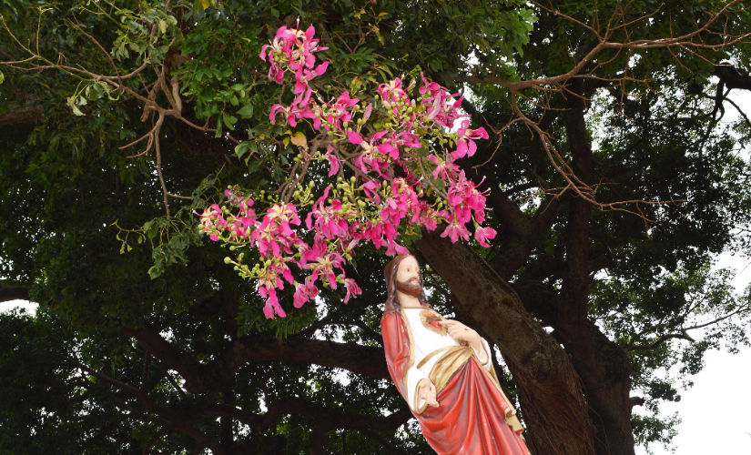 Paineira em Santa Cruz dá flor somente sobre imagem de Jesus